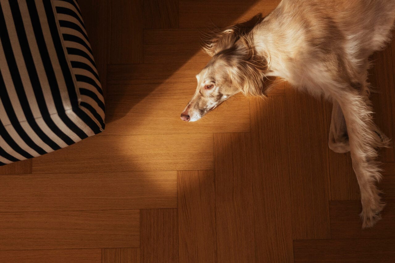 A dog laying on the floor in sunlight.